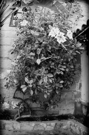 Santa Barbara Mission wall flower vine.jpg